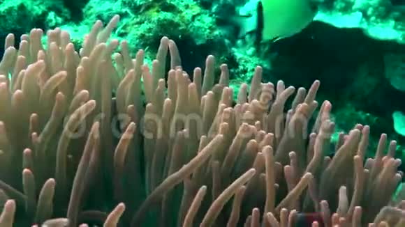 在祖鲁海的Dumaguete珊瑚中带有四色的火小丑鱼视频的预览图