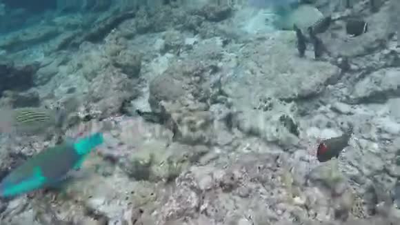 珊瑚中的鱼群视频的预览图