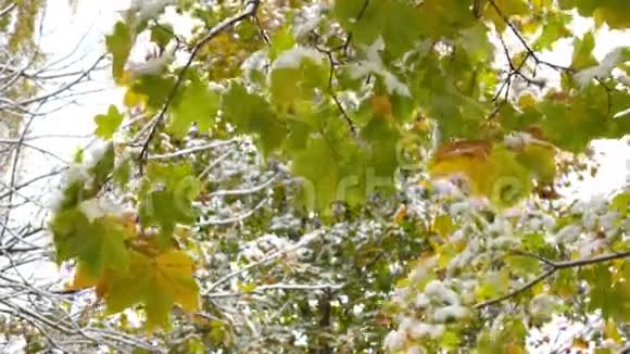 绿黄叶伴雪3视频的预览图