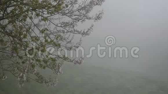 山谷山脉森林植被烟雾视频的预览图