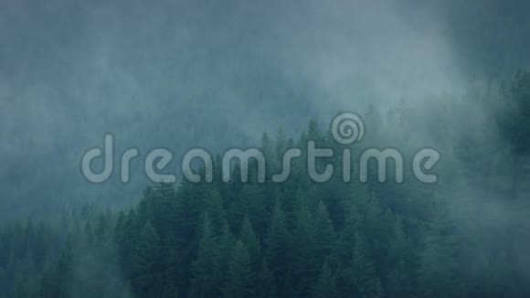 迷雾笼罩着森林视频的预览图