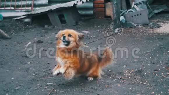 小红狗站在院子里的两条腿上站在一只链树皮上慢动作视频的预览图