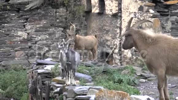 高加索山区村庄的山羊视频的预览图