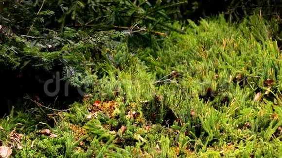 石杉冷杉苔藓德国森林中的药用植物视频的预览图