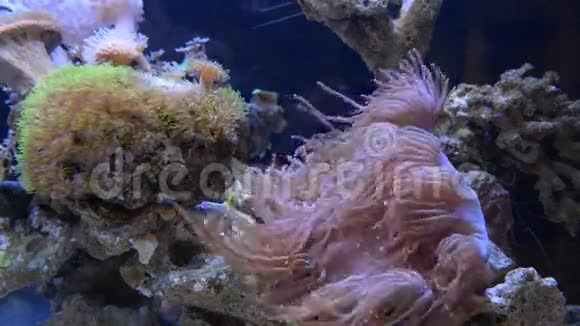 家庭水族馆的海葵视频的预览图