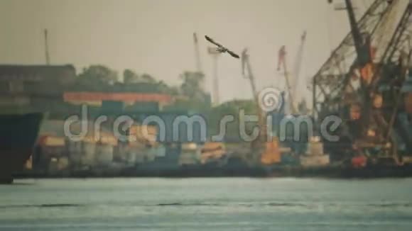 船在港口海鸥飞过港区的水面货船视频的预览图