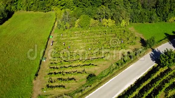 葡萄园采葡萄欧洲酒庄的鸟瞰图工人摘葡萄鸟瞰图视频的预览图