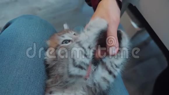 一个人和一只小猫玩耍他的手放在膝盖上小猫被播放了美丽可爱的有趣视频猫宠物生活方式视频的预览图