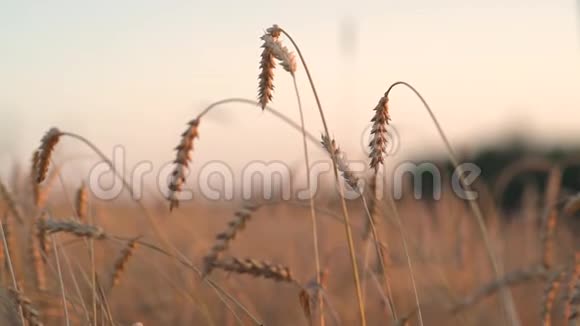 田间小麦有机金熟穗软聚焦特写农业背景视频的预览图