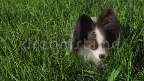 美丽的狗Papillon坐在绿色的草坪上吃草股票录像视频视频的预览图