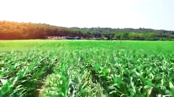 一片有幼玉米的田野的空中拍摄视频的预览图