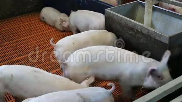 小猪农场视频的预览图