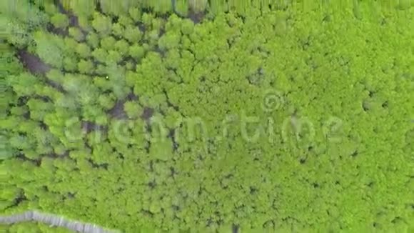 自上而下的松树林视频的预览图