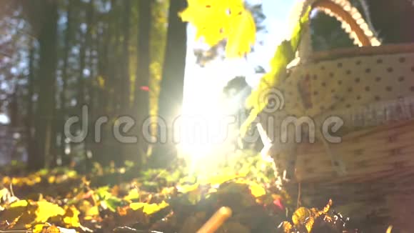 落下来的黄叶衬着闪亮的太阳和篮子晴朗的秋日超级慢动作镜头视频的预览图