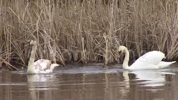 天鹅在湿地水面上游泳视频的预览图