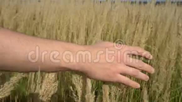 一只手穿过麦田男性手触麦穗特写农夫收获概念视频的预览图