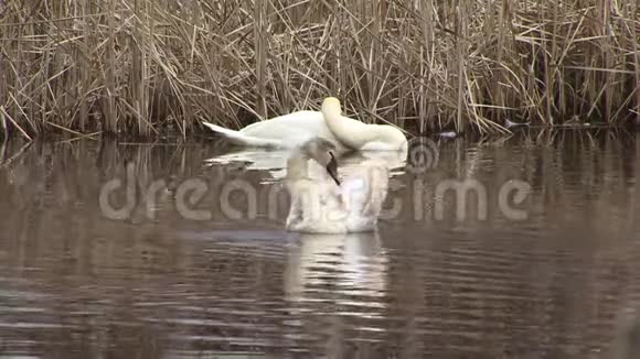 天鹅在湿地水面上游泳视频的预览图