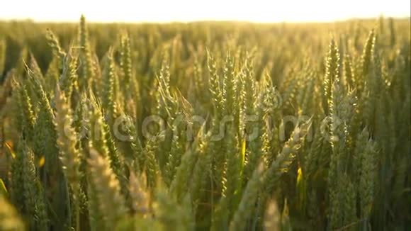 阳光照射下的绿色小麦视频的预览图