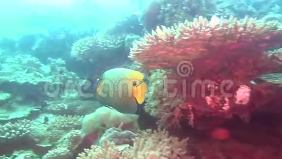 马尔代夫海底清澈海底背景下的天使鱼视频的预览图