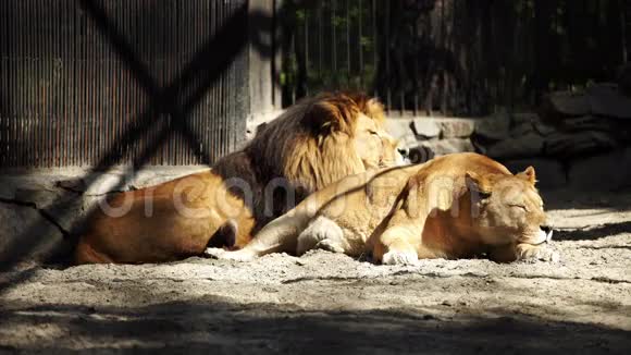 几只非洲狮子睡在笼子里视频的预览图