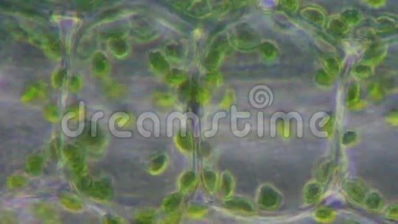 植物细胞中的叶绿体视频的预览图