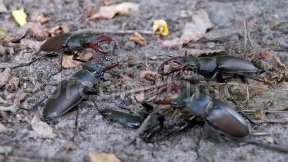 四只甲虫鹿在地上爬行视频的预览图