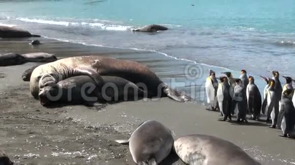 海豹在南极福克兰群岛上表现出爱温柔体贴和企鹅视频的预览图