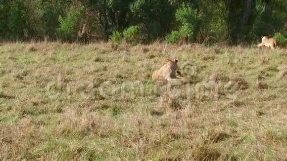 非洲热带草原上的狮子和幼崽玩耍视频的预览图