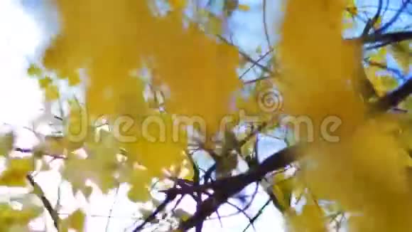 秋天把树叶画在天空的蓝天背景上视频的预览图