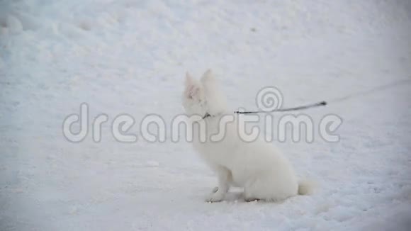 白色瑞士牧羊犬与皮带站在雪视频的预览图
