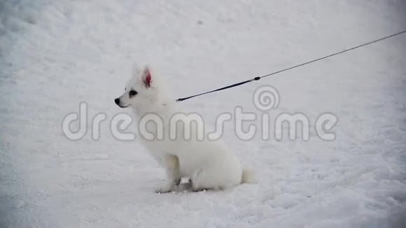 白色瑞士牧羊犬与皮带站在雪视频的预览图