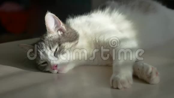 猫睡觉躺着休息的光线从窗户落在脸上猫的生活轻松在阳光下休息视频的预览图