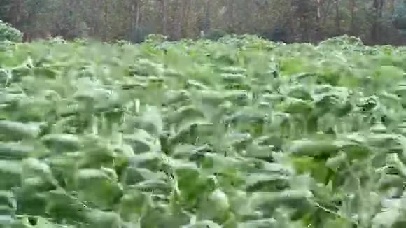 木薯或马约克植物场受风吹动视频的预览图