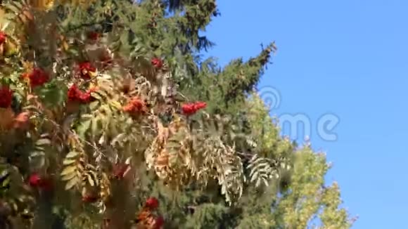 罗文树枝在秋天的蓝天上随风摇动浆果视频的预览图