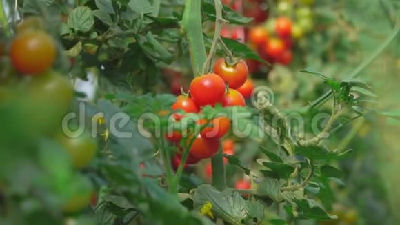 樱桃番茄在灌木上成熟视频的预览图