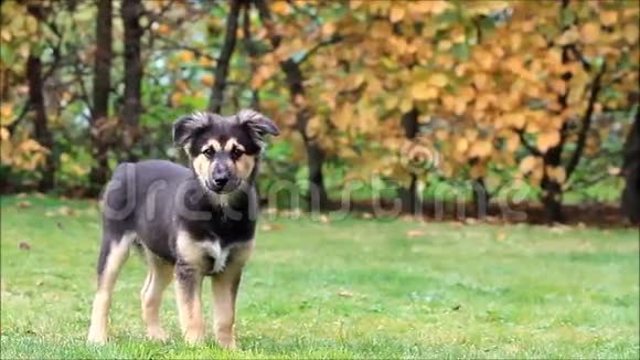 秋天小狗站在草地上视频的预览图