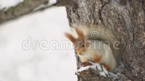 松鼠坐在冬天森林里的一棵树上视频的预览图