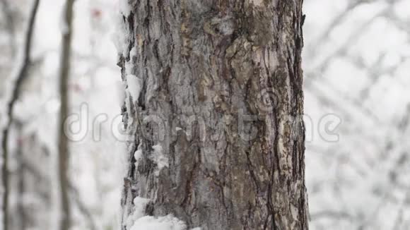 松鼠在冬天的森林里爬树视频的预览图