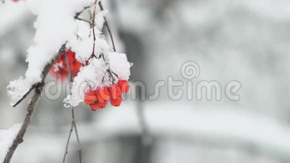 在冬天的森林里一群在雪上视频的预览图