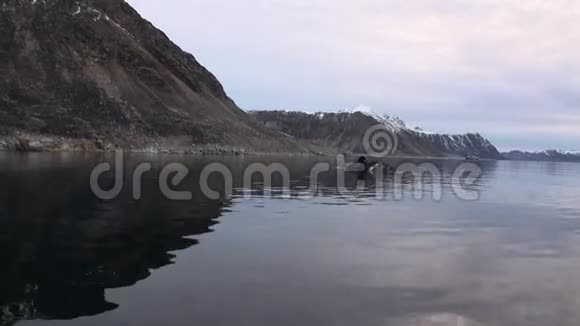 大鲸死在水中荒凉的斯瓦尔巴冰原视频的预览图