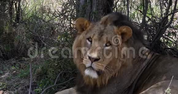非洲狮子潘特拉里奥马累肖像马赛马拉公园在肯尼亚视频的预览图