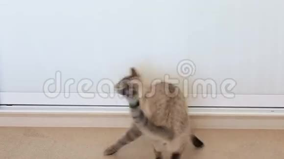 猫旋转和喵喵叫视频的预览图