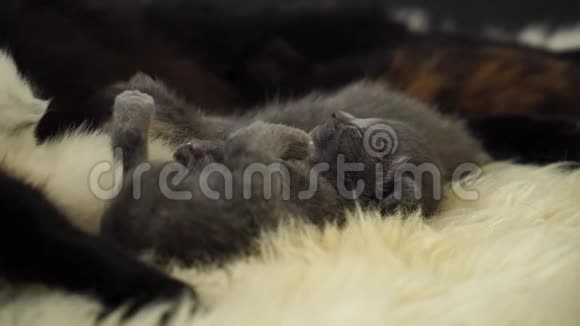 小可爱刚出生的灰色小猫睡在羊毛上关上门4K视频的预览图
