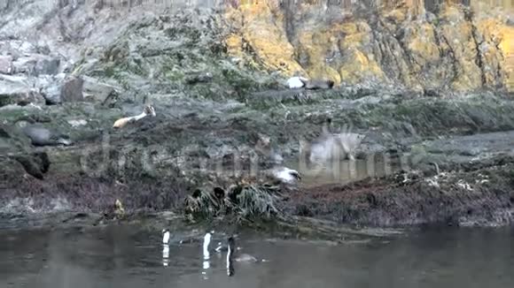 南极洲福克兰群岛海岸线上海藻中的海豹群视频的预览图