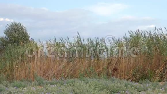 夏季多风天气高草农田景观视频的预览图