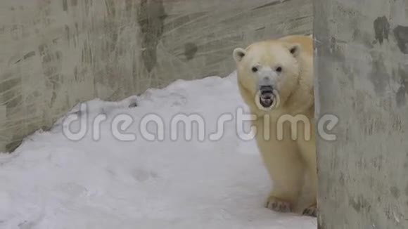 北极熊站在动物园里看着摄像机视频的预览图