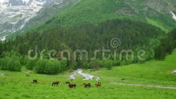 在卡夫卡兹地区的山地和森林放牧的马群视频的预览图