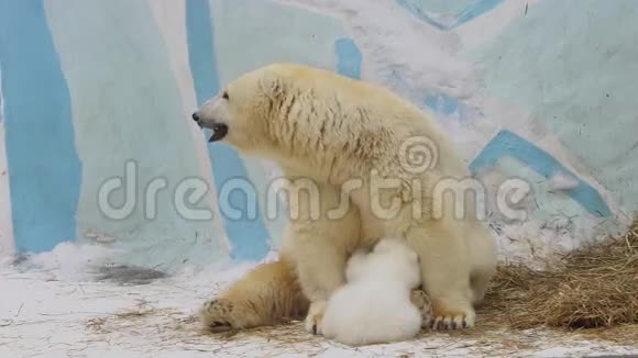 北极熊幼崽在动物园里吃妈妈给他的牛奶视频的预览图