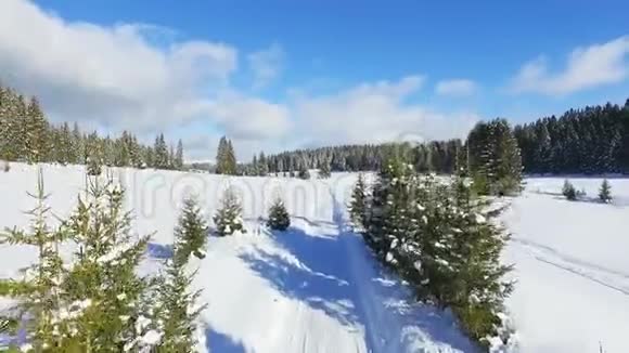 冬季有高松和道路的雪林的鸟瞰图视频的预览图
