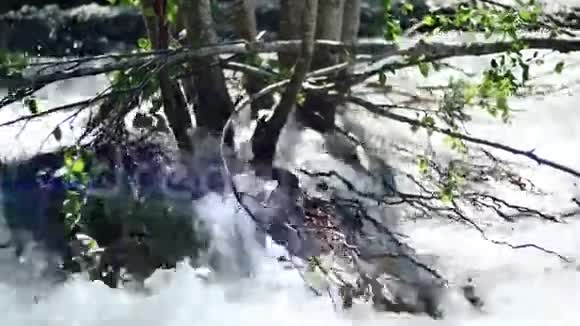 春天又快又干净的山河在晴朗的日子里冲破堤岸淹没了树木视频的预览图